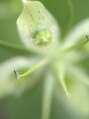 Frasera caroliniensis