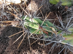 Cylindropuntieae