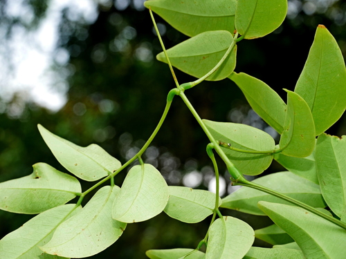Image of Entada phaseoloides by (c) Jacy Chen, some rights reserved (CC BY)