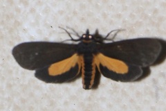 Virbia mentiens