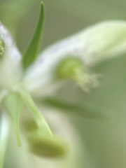 Frasera caroliniensis