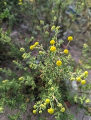 Oncosiphon pilulifer