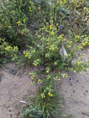 Oncosiphon pilulifer