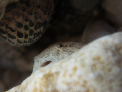 Gobiesox punctulatus