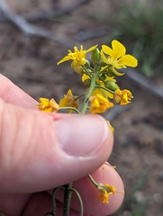 Physaria