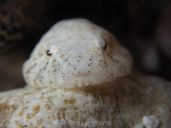 Gobiesox punctulatus