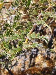 Pintoa chilensis