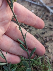Physaria