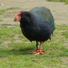 Porphyrio hochstetteri