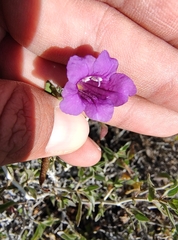 Ruellia californica