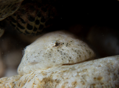 Gobiesox punctulatus