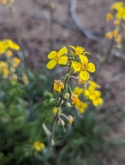 Physaria