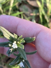 Buglossoides arvensis