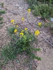 Physaria