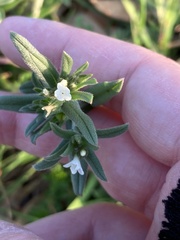 Buglossoides arvensis