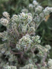 Cryptantha