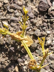 Fagonia chilensis