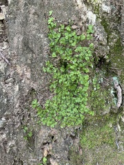 Lunularia cruciata