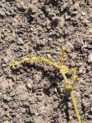 Fagonia chilensis