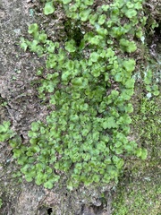 Lunularia cruciata