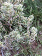 Cryptantha