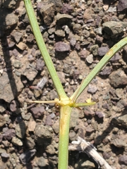 Fagonia chilensis