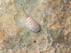 Gobiesox punctulatus