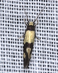Opogona comptella