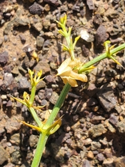 Fagonia chilensis