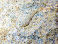 Tomicodon rupestris