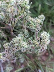 Cryptantha