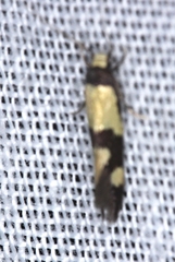 Opogona comptella
