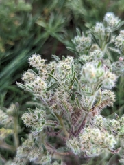Cryptantha