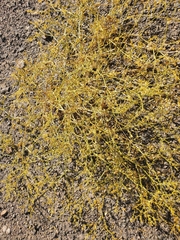 Fagonia chilensis