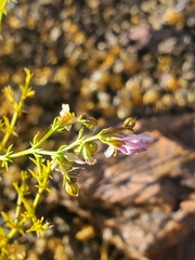 Fagonia chilensis