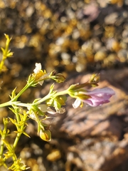 Fagonia chilensis