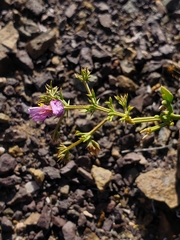 Fagonia chilensis