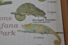 Calumma crypticum