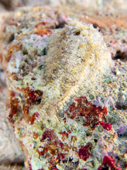 Dolabrifera ascifera