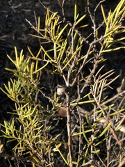 Hakea rugosa