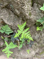 Pentagramma triangularis