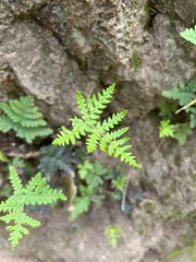 Pentagramma triangularis