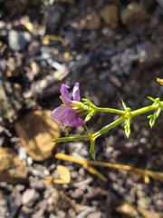 Fagonia chilensis