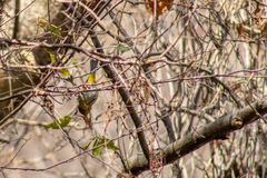 Leiothlypis virginiae