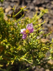 Fagonia chilensis
