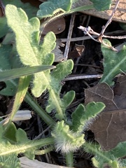 Engelmannia peristenia