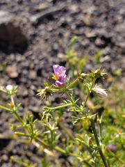 Fagonia chilensis