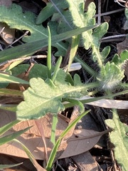 Engelmannia peristenia