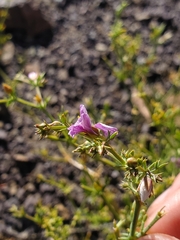 Fagonia chilensis