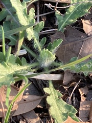 Engelmannia peristenia